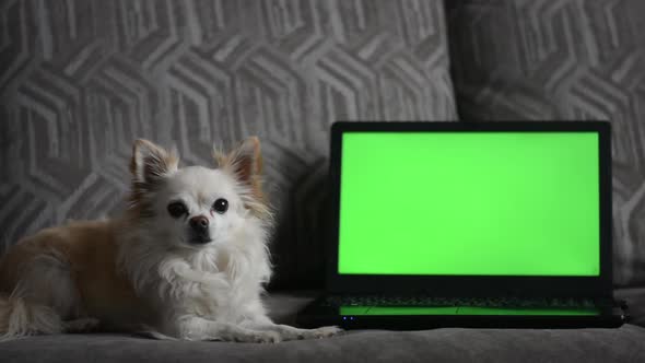 A Small Chihuahua Dog Lying on the Sofa