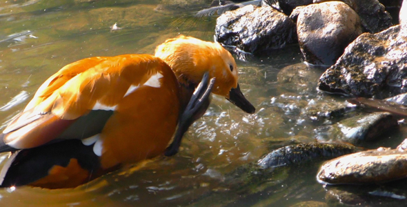Duck is Cleaning Itself in Lake 1 alt