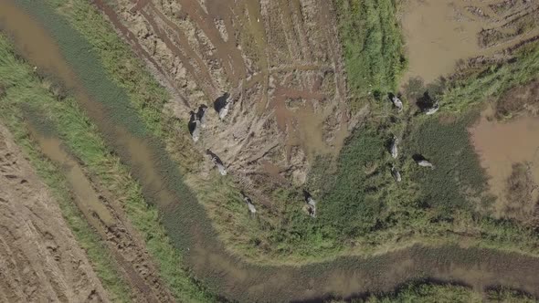  Aerial footage of buffaloes grazing in rice paddy fields and flying egrets. Langkawi, Malaysia. alt