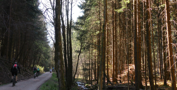 Riding Bike in Forest and Creek alt