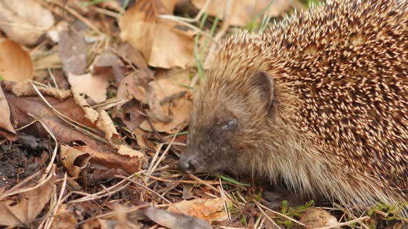 Hedgehog In The Autumn Forest