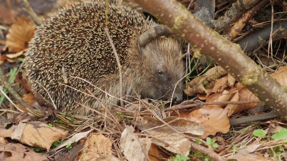Hedgehog Sleeping In Autumn Forest