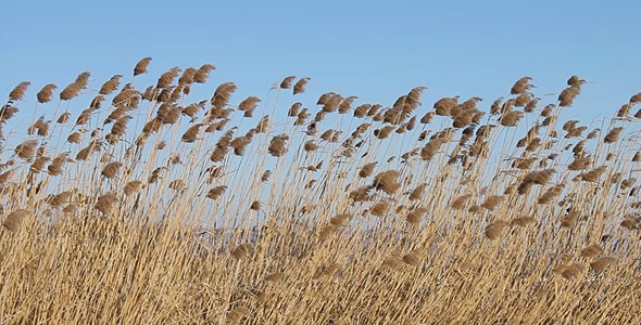 Wind Blow the Stems of Reed