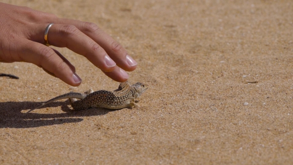 Man's Hand Caress Two Small Lizards In Desert alt