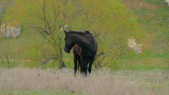 Black horse eats the grass with his head bowed.