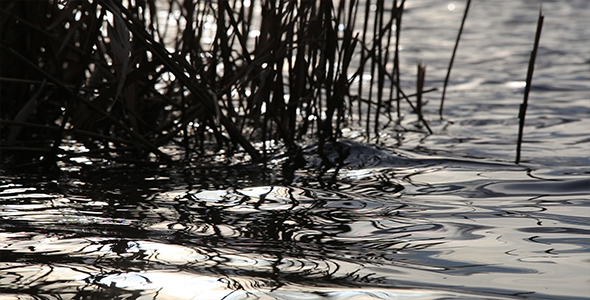 Reflection of Reeds in the Waves