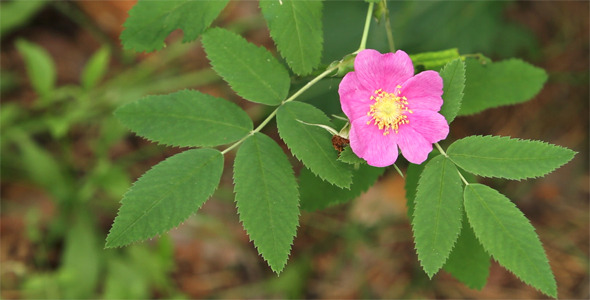 Branch of Briar With Flower