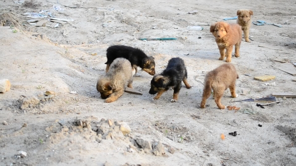 Many Cute Colorful Mongrel Puppies Being Fed Outdoors 