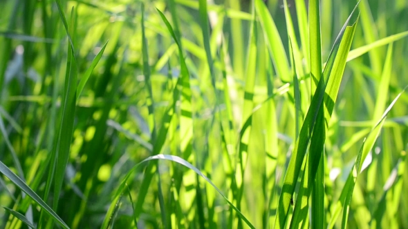 Fresh Lush Blades Of Green Grass Blown By Wind In Sunshine