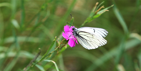 White, Striped Butterfly