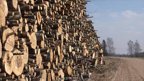 Lumber, Timber or Firewood alt