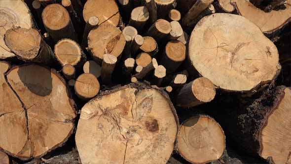 Lumber, Timber or Firewood alt