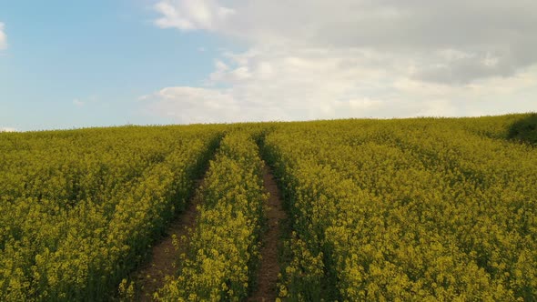 Rapeseed Plantations Under Cloudy Sky alt