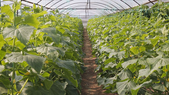 Cucumbers Growing in a Greenhouse alt