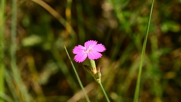 Beautiful Maiden Pink Flower Gently Swaying Blown By Breeze