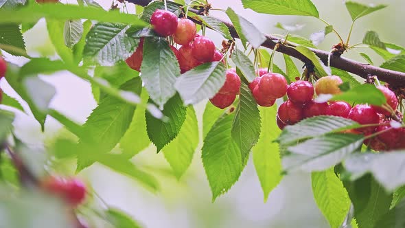 Many Red and Ripe Wild Cherry Fruits with Leaves Growing on a Tree