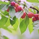 Many Red and Ripe Wild Cherry Fruits with Leaves Growing on a Tree - VideoHive Item for Sale