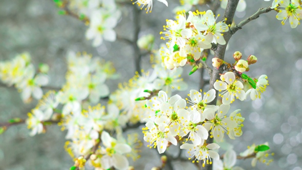 White Plum Tree Flowers. alt