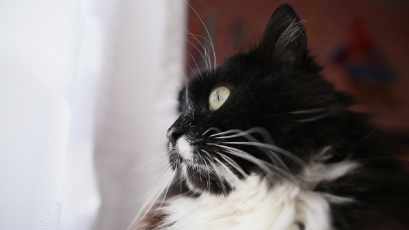 Cat Looking Out The Window.  alt