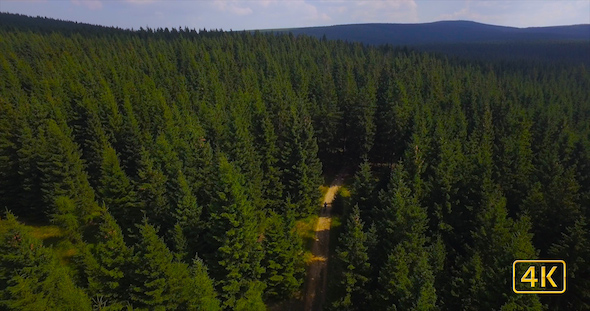 Aerial Over Biker In Forest