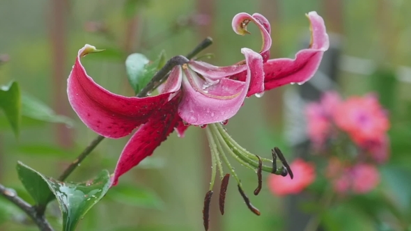 Pink Lily Flower After Rain