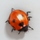 Ladybug Opener - VideoHive Item for Sale