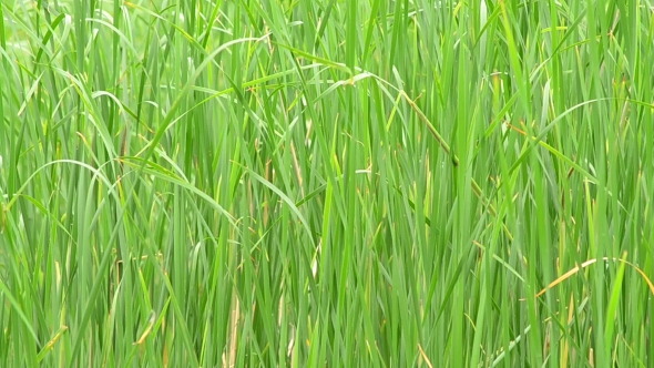 Lush Green Reed Swaying In Breeze And Filling The Frame 