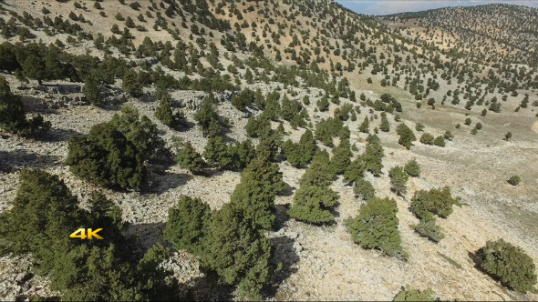 Aerial Sparse Trees alt