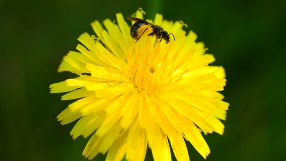 Worker Bee Collects Pollen On Yellow Dandelion Flower