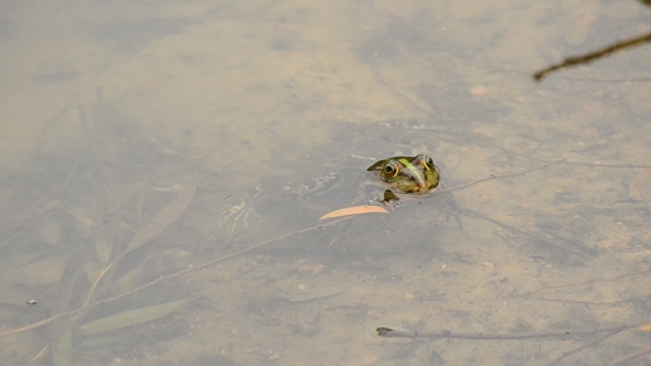 Pool Frog Or Marsh Frog Floats In Water, Dips And Swims Away