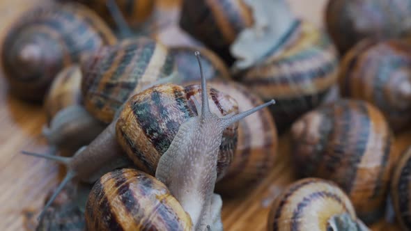 Many Snails on the Table