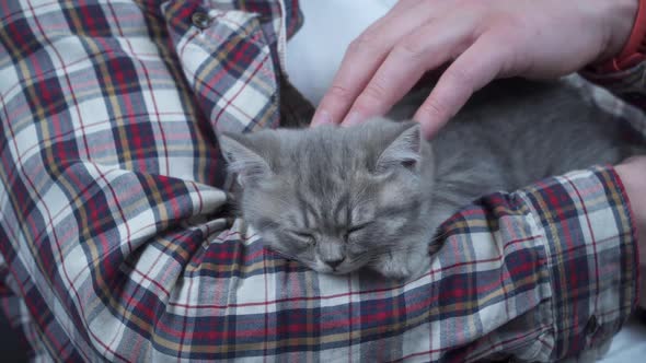 Caucasian Male Holds Small Cute Gray Scottish Straight Kitten in Arms That Falls Asleep at Home on alt
