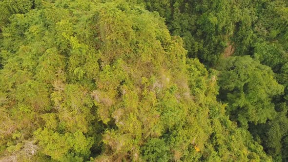 View Mountain Forest Landscape alt