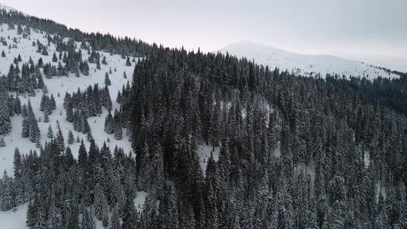 Drone Rising Over Dark Pine Forest Towards Mountain Peak