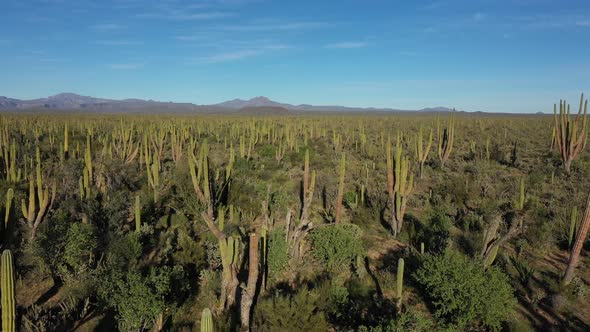 Aerial Drone View of Scenic High Cacti in Mexico