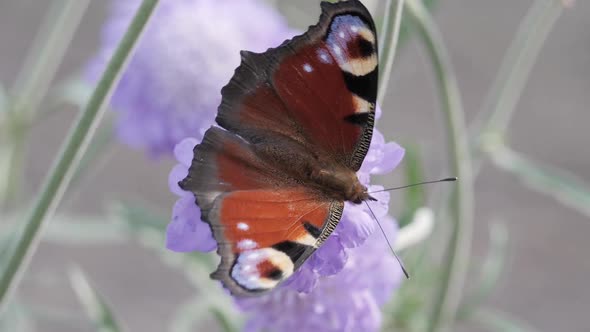 Peacock Butterfly alt