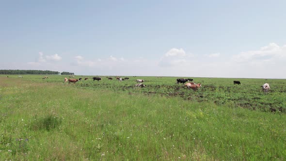 Aerial Drone Shot of Cows Grazing on Pasture Landscape alt