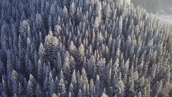 Pine Forest Under Snow Winter alt