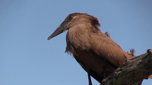 A Hammerkop bird sits perched on a branch against a clear blue sky with its feathers blowing on a wi alt