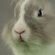 Grey Rabbit Grey Rabbit - VideoHive Item for Sale