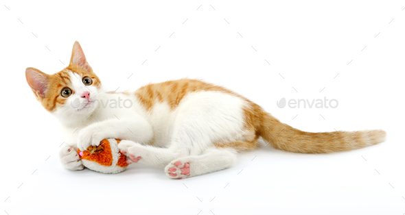 playful kitten - Stock Photo - Images