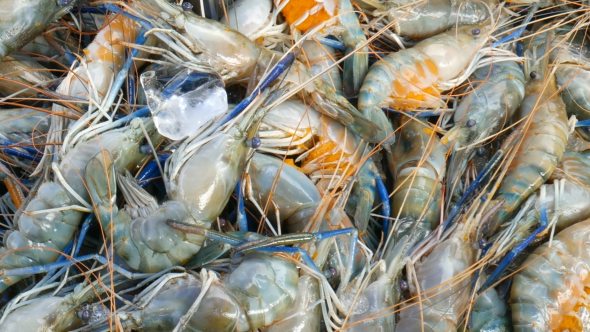 Shrimp In Fresh Market, Stock Footage | VideoHive