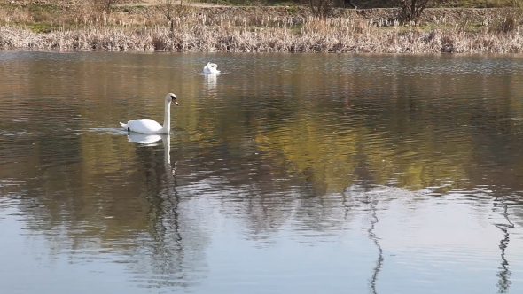White Swans Swim On a City Lake