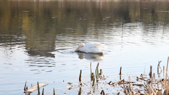 White Swans Swim On a City Lake