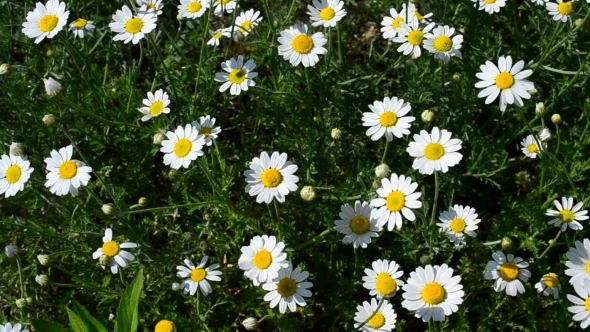 White, Yellow And Green Daisy Flowers In Meadow