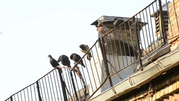 Pigeons Sit On Roof Enclosure In The Morning Cleaning Feathers