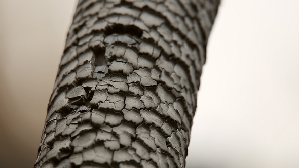 Burnt Tree Trunk alt