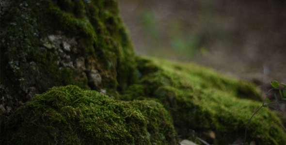 Holm Oak, Cork and Green Moss