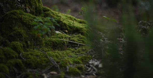 Green Moss and Leaves on the Forest Ground