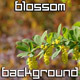 Spring Garden Blossoms Spring Garden Blossoms - VideoHive Item for Sale